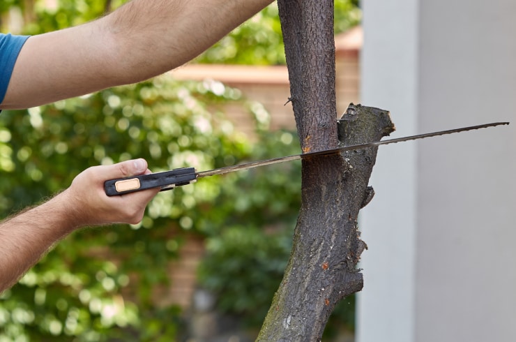 Lino's Tree Stump Removal