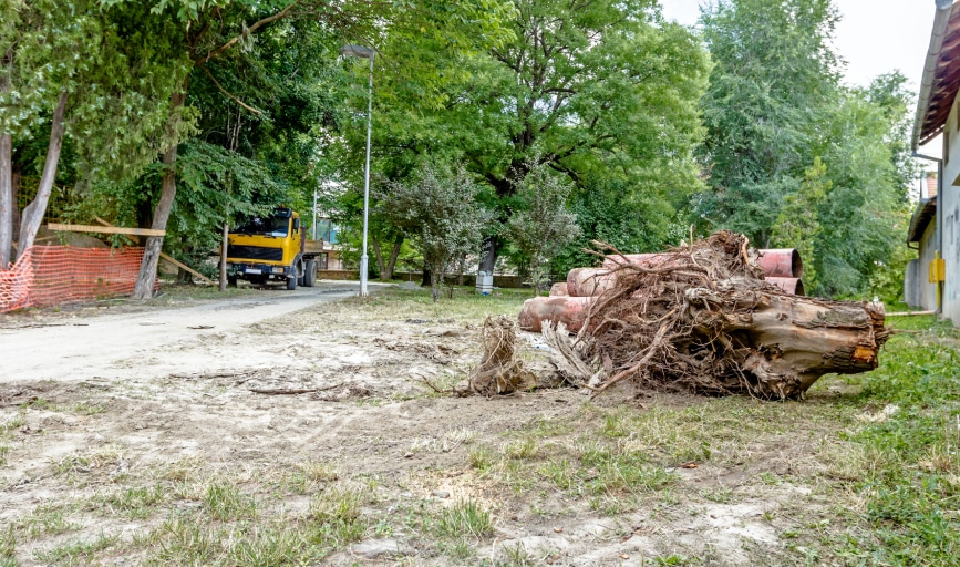 Lino's Tree Stump Removal
