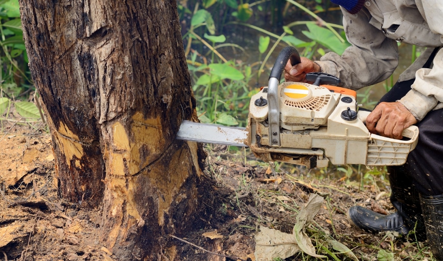 Tree Cutting